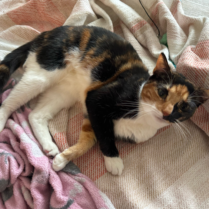 Maddy's Cat-Nip Kingdom