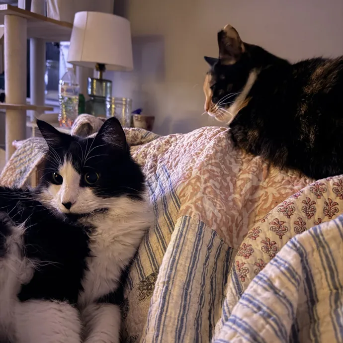 The Loving Cat Lady