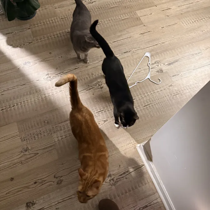 The Loving Cat Lady