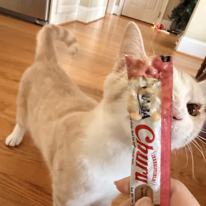 The Loving Cat Lady