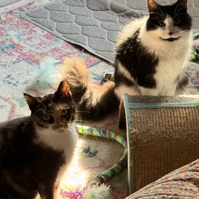 The Loving Cat Lady