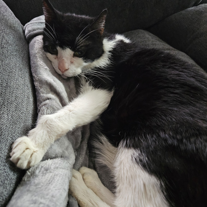 Kitties Are My Passion