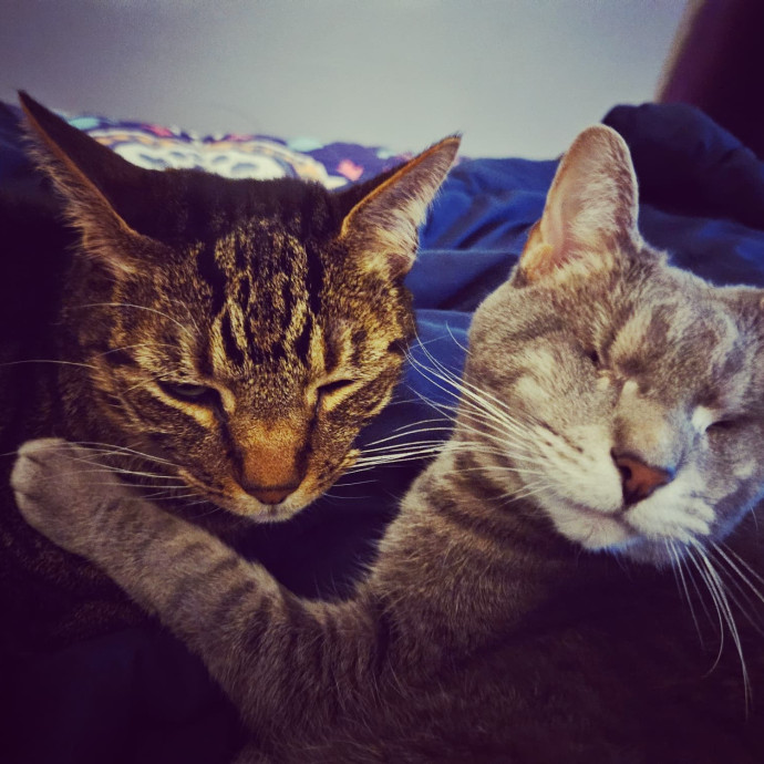 Kitties Are My Passion