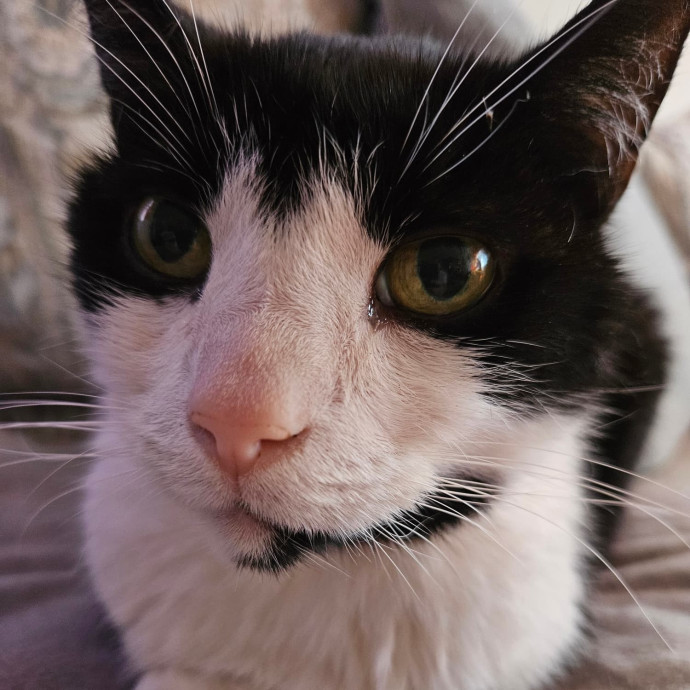Kitties Are My Passion