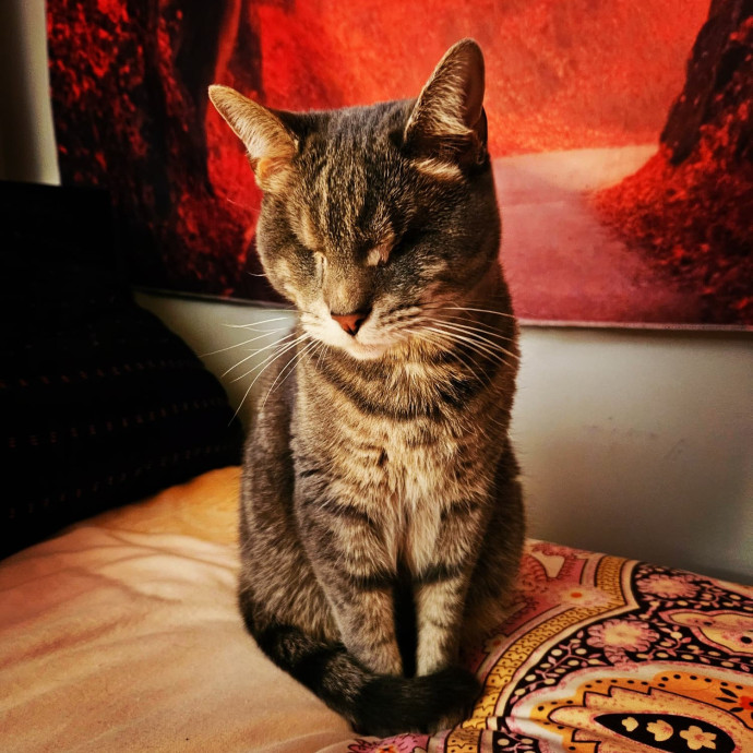 Kitties Are My Passion