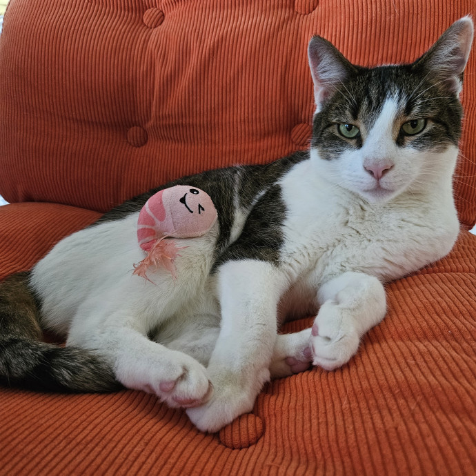 Kitties Are My Passion