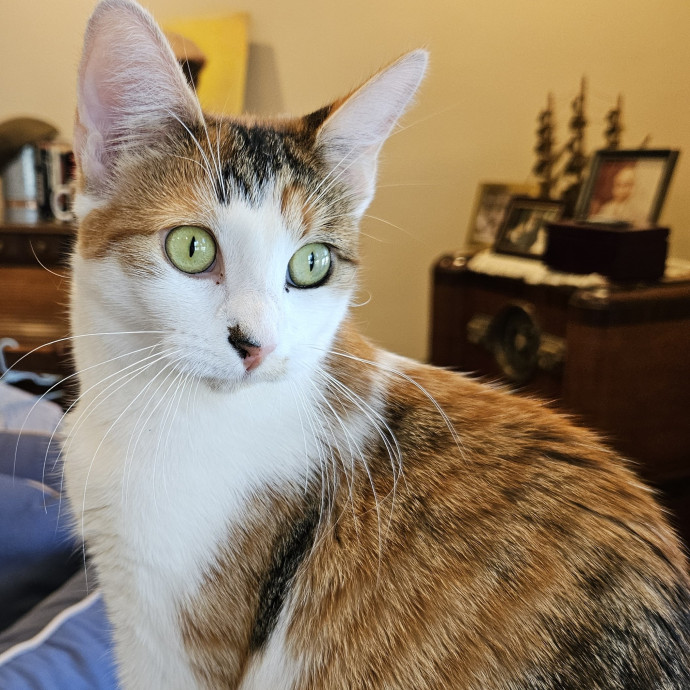 Kitties Are My Passion
