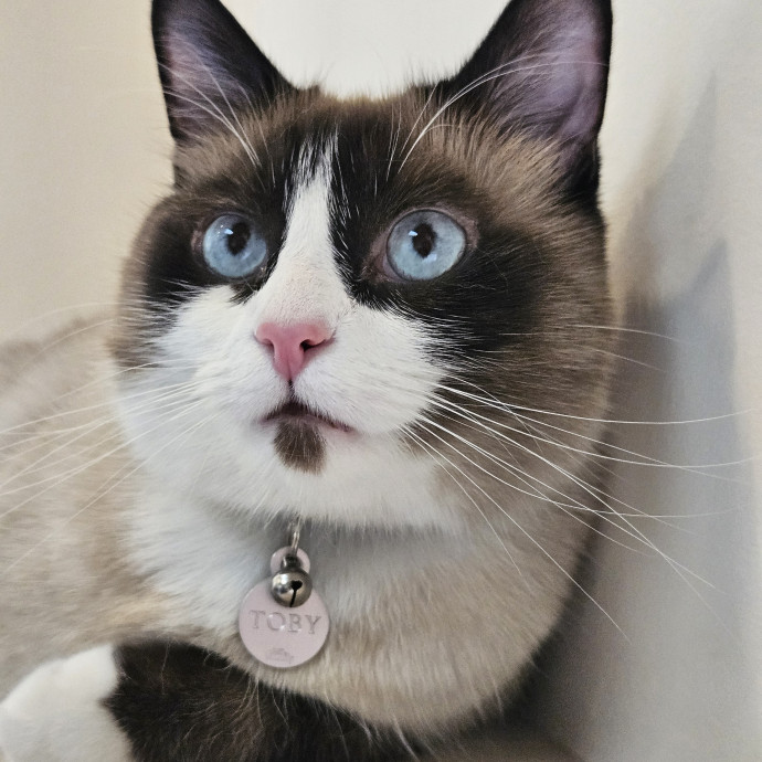 Kitties Are My Passion