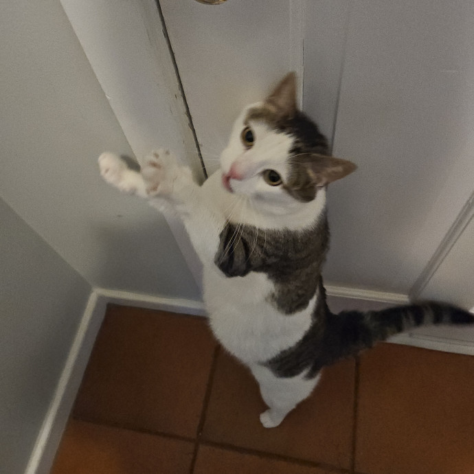 Kitties Are My Passion