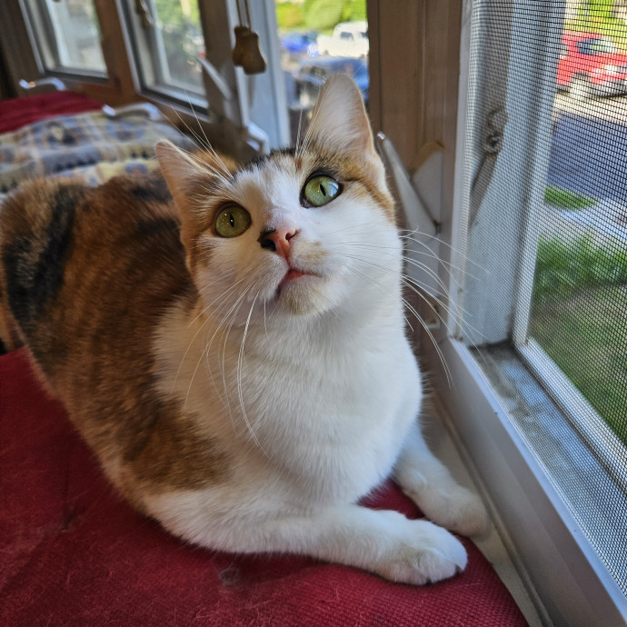 Kitties Are My Passion photo 3