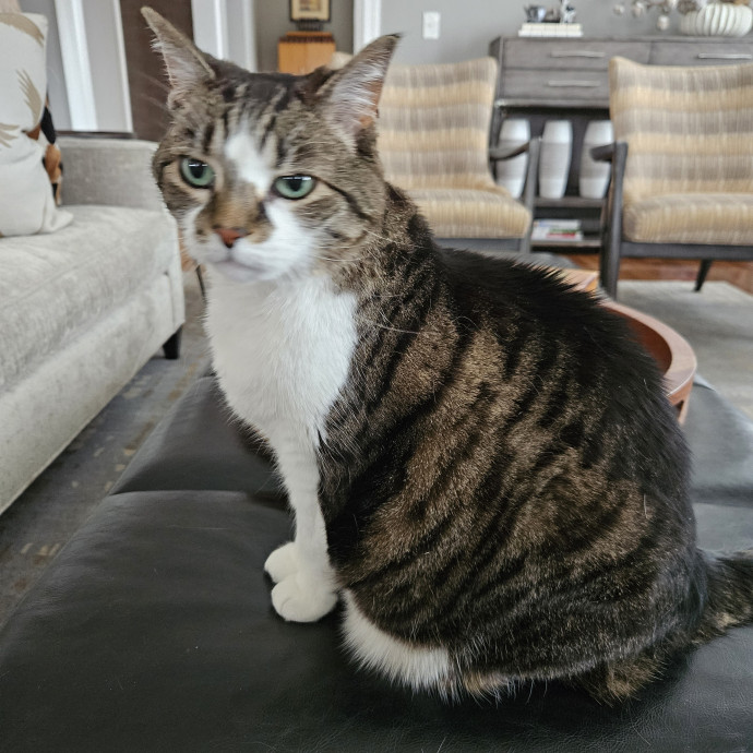 Kitties Are My Passion photo 2