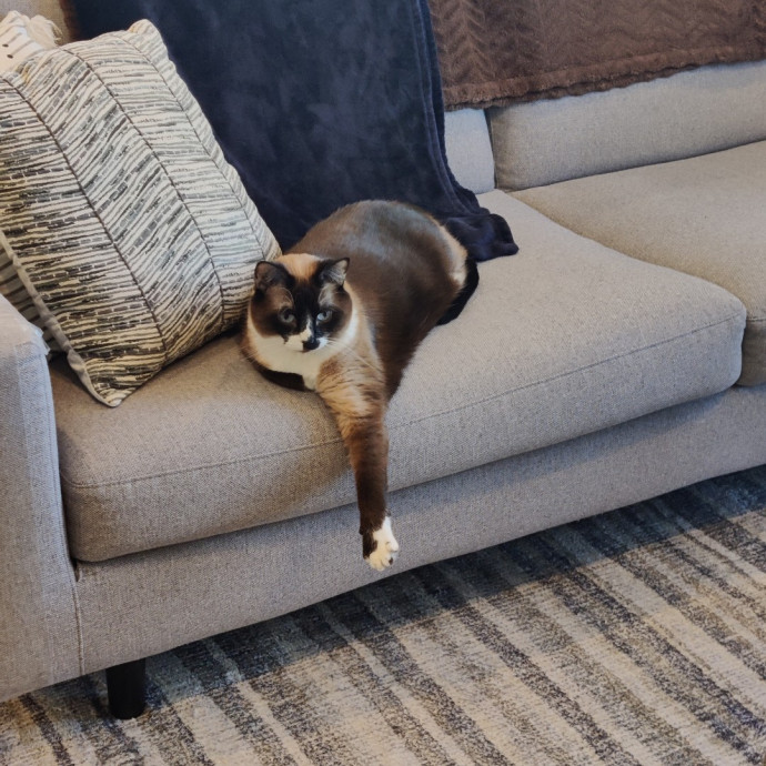 Cat Qween