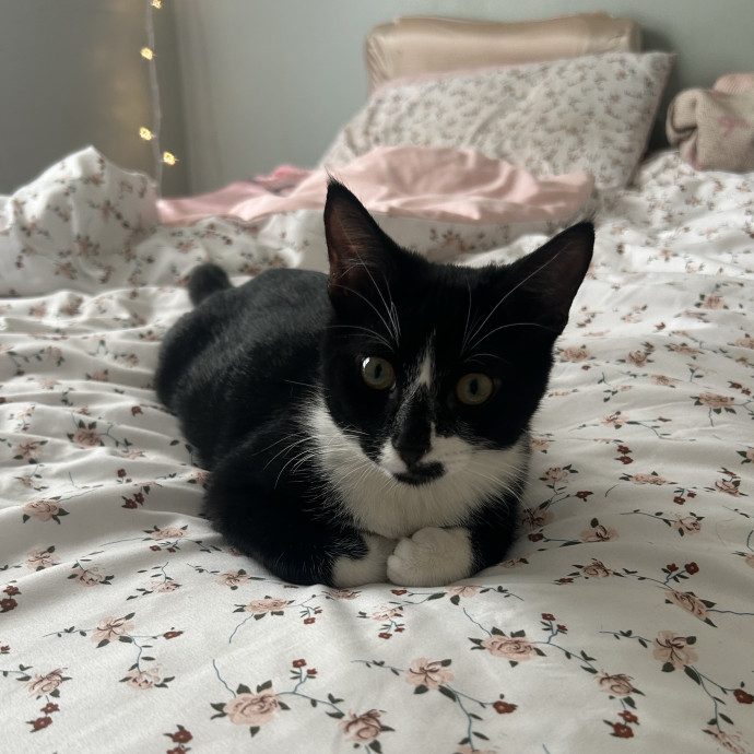 Gentle Attentive Cat Obsessed