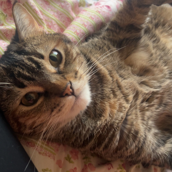 Gentle Attentive Cat Obsessed photo 3