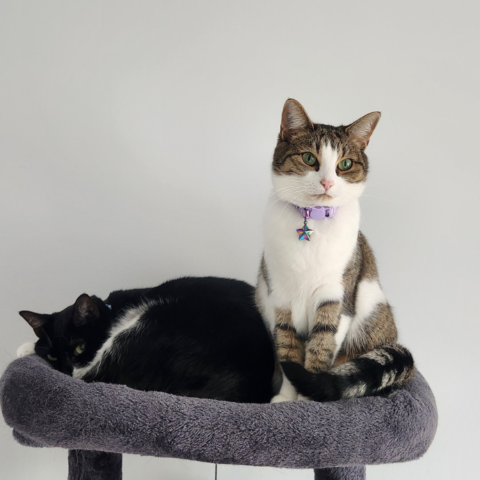 Sara's Pawsome Sitting photo 3