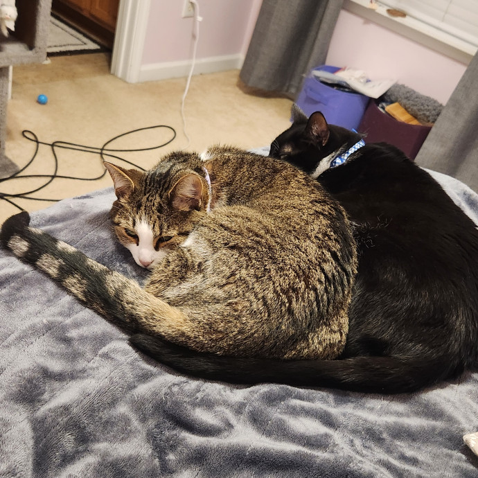 Sara's Pawsome Sitting photo 2