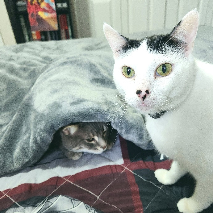 Your Cat's New Cool Uncle