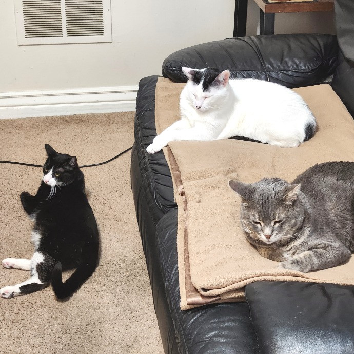 Your Cat's New Cool Uncle