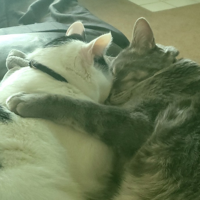 Your Cat's New Cool Uncle