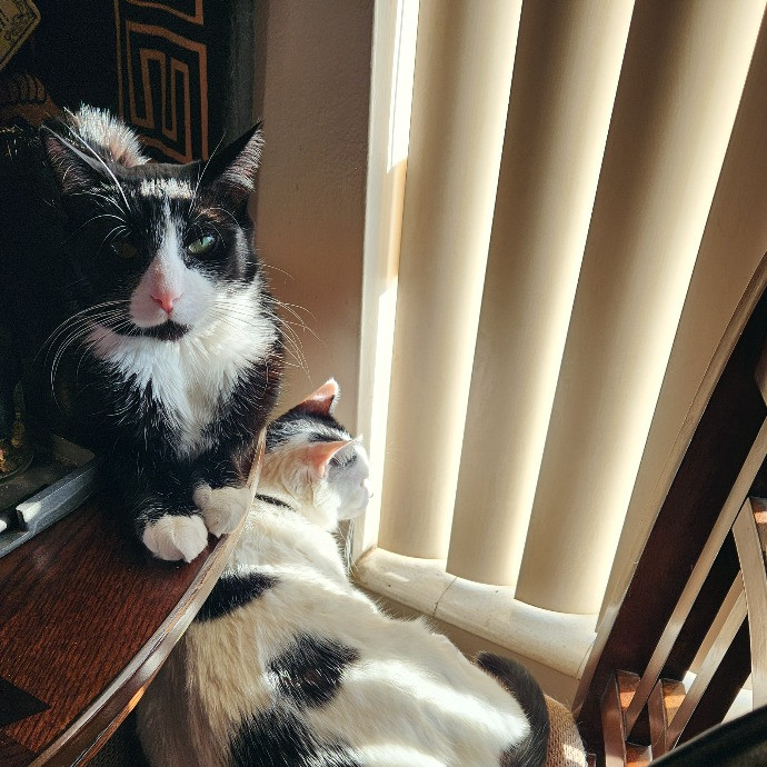 Your Cat's New Cool Uncle