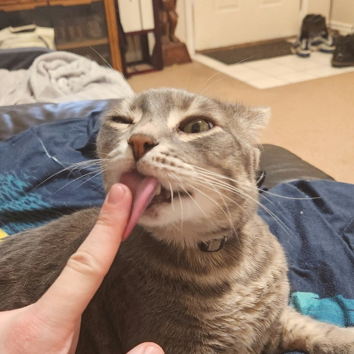 Your Cat's New Cool Uncle