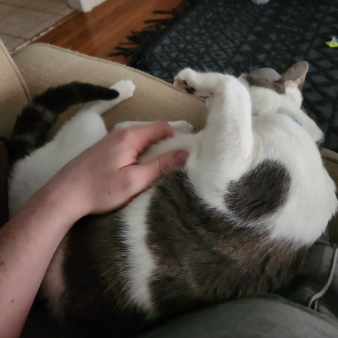 Your Cat's New Cool Uncle