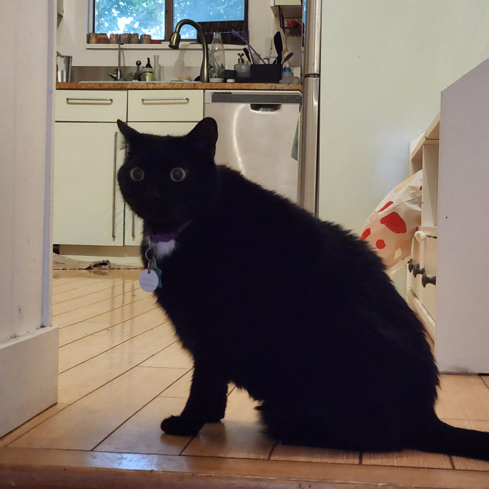 Your Cat's New Cool Uncle photo 2