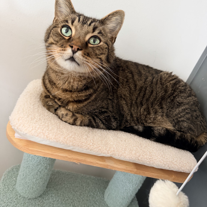 Purr-Sonalized Care For Your Cat