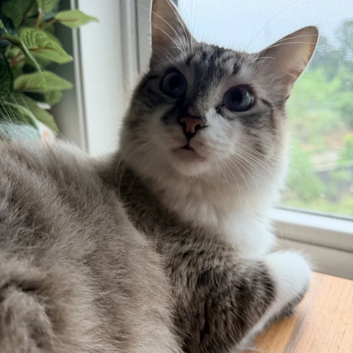 Shelley D.