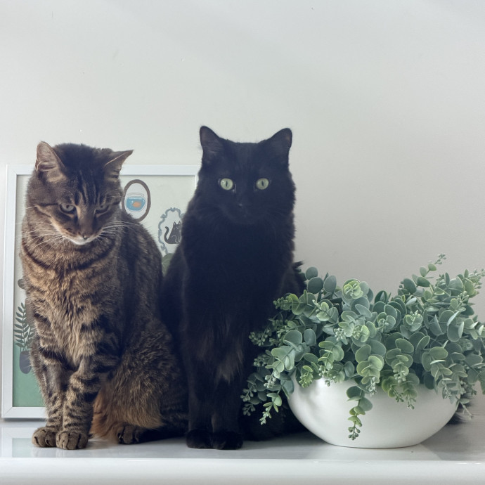 Purr-Sonalized Care For Your Cat