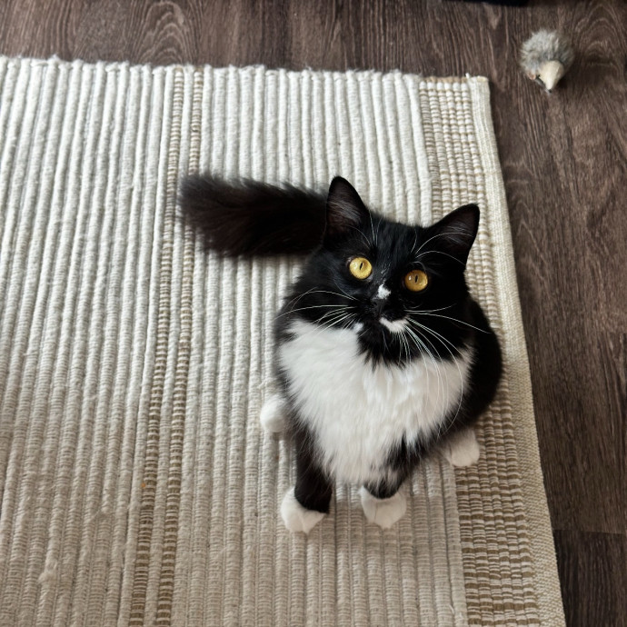 Cat Mom Who'll Love Yours Like My Own
