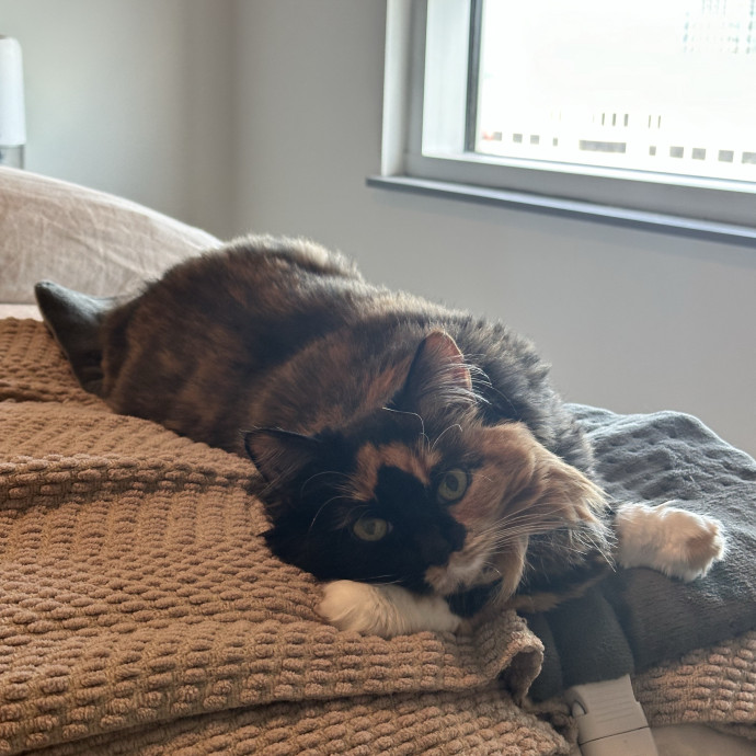 Cat Mom Who'll Love Yours Like My Own