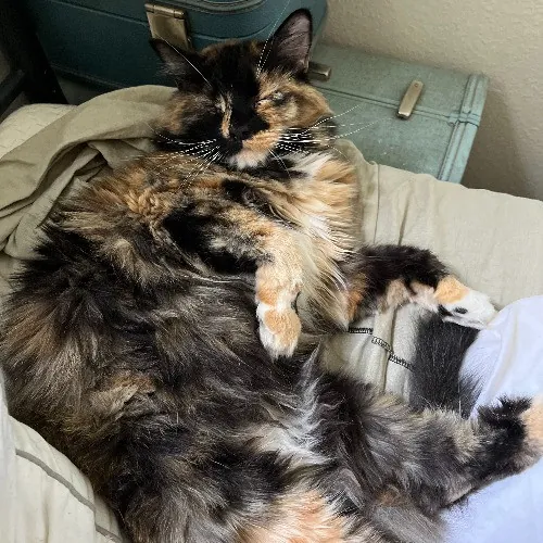 Lara's Westside Cat Sitting Service