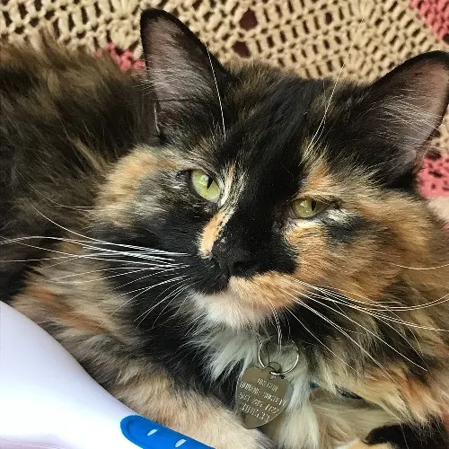 Lara's Westside Cat Sitting Service