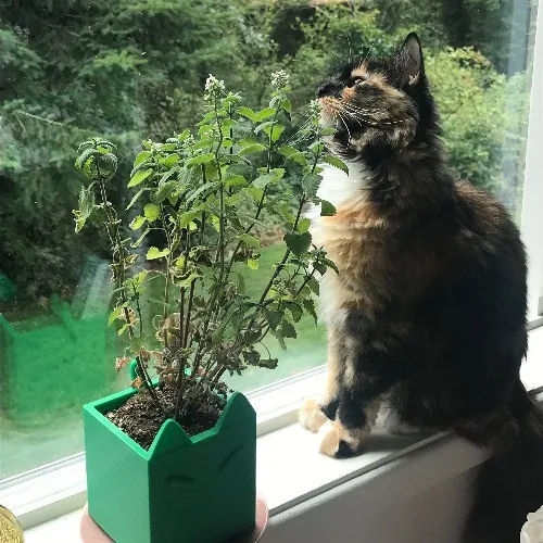 Lara's Westside Cat Sitting Service