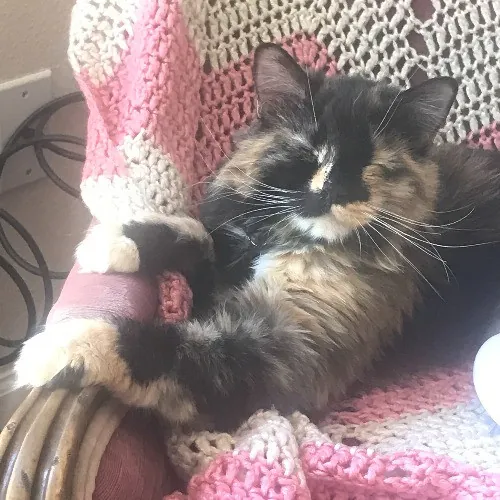 Lara's Westside Cat Sitting Service