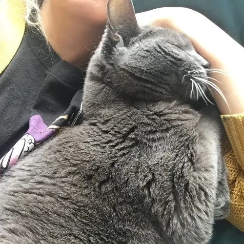 Lara's Westside Cat Sitting Service photo 3