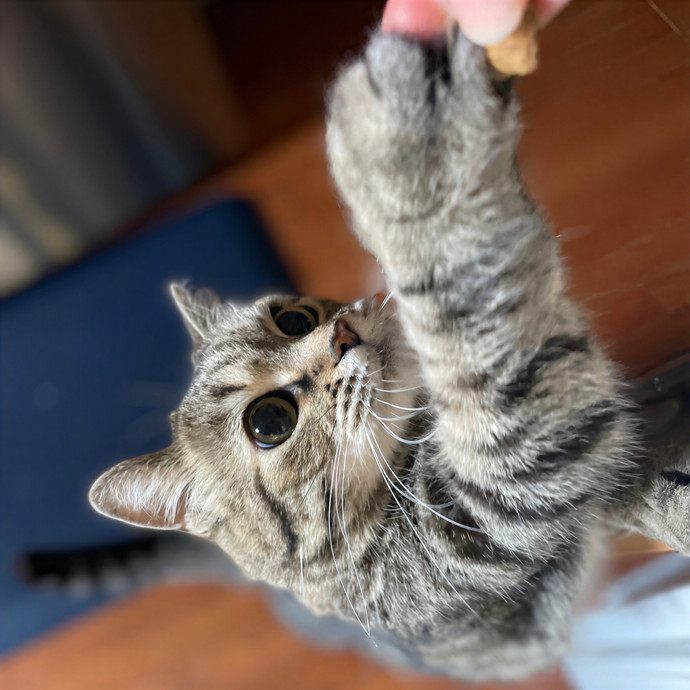 Quality Cat Care In The Ues