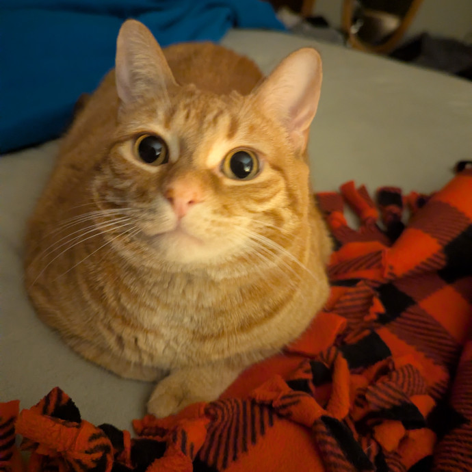 Amanda's Cat Care