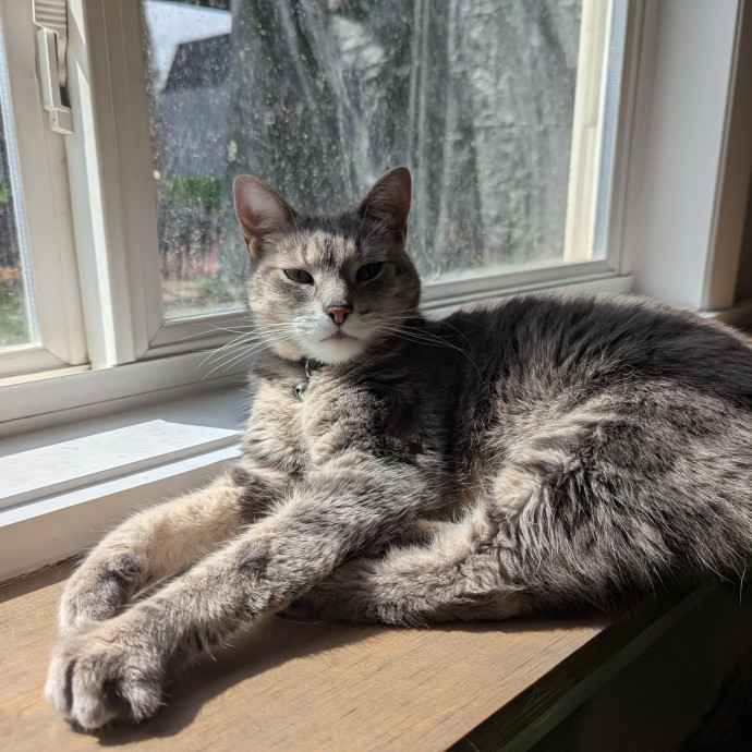 Amanda's Cat Care
