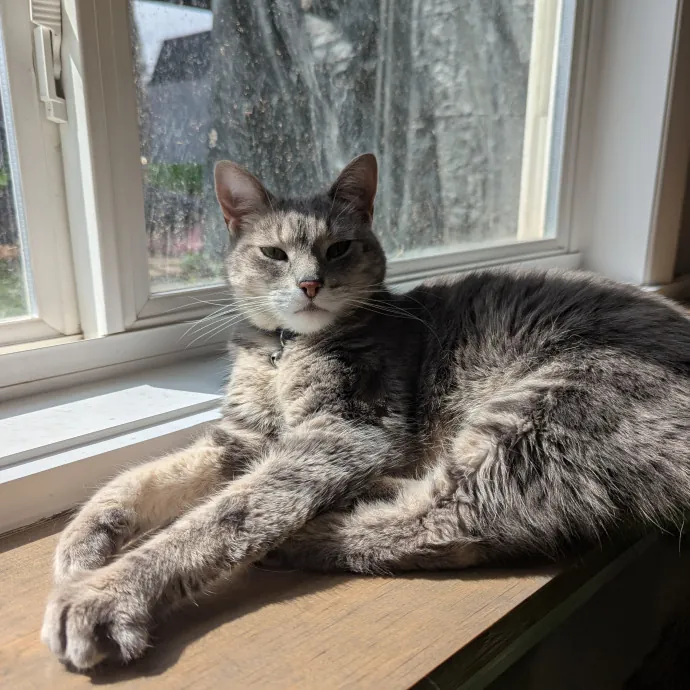 Amanda's Cat Care