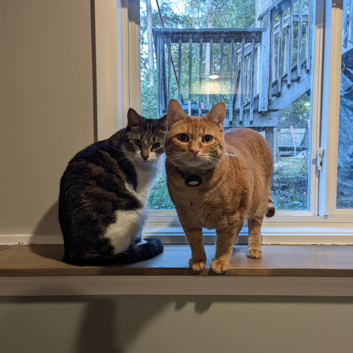 Amanda's Cat Care photo 3