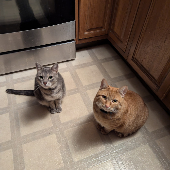 Amanda's Cat Care photo 2