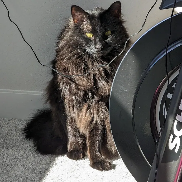 Amanda The Cat-Whisperer