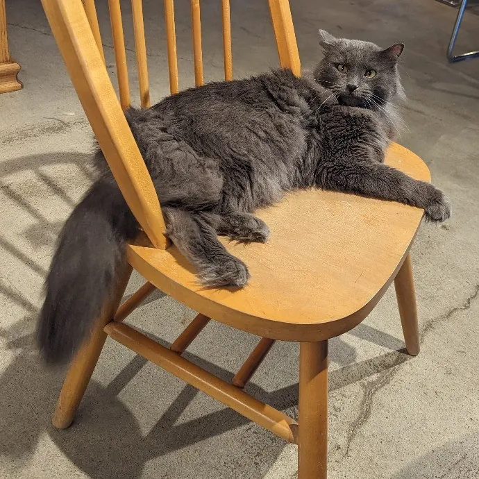 Amanda The Cat-Whisperer