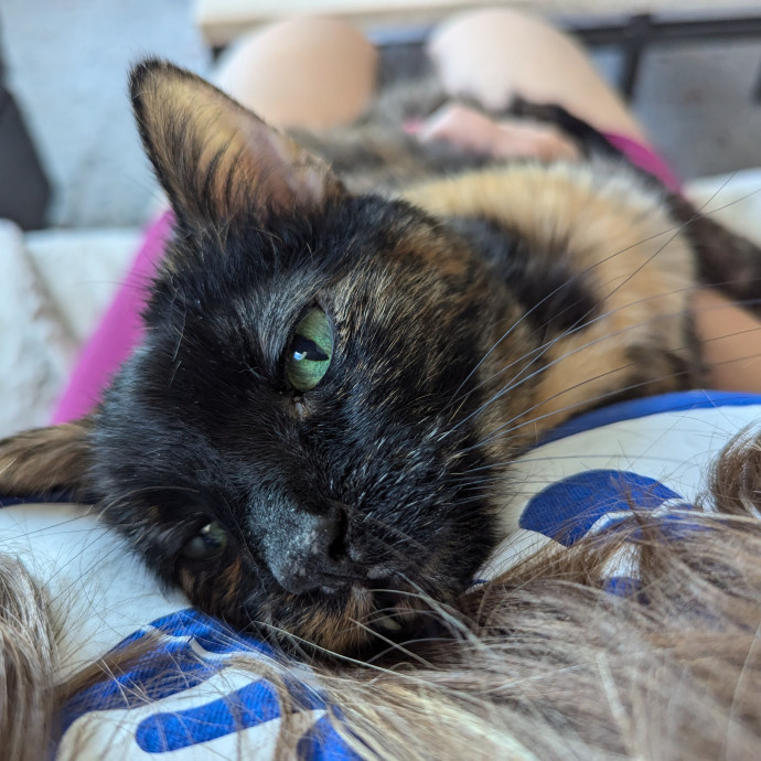 Amanda The Cat-Whisperer