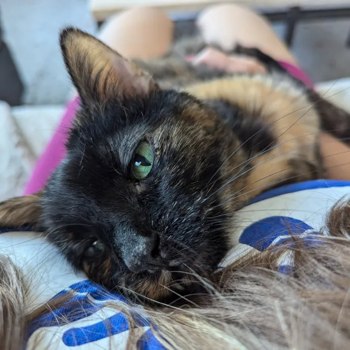 Amanda The Cat-Whisperer