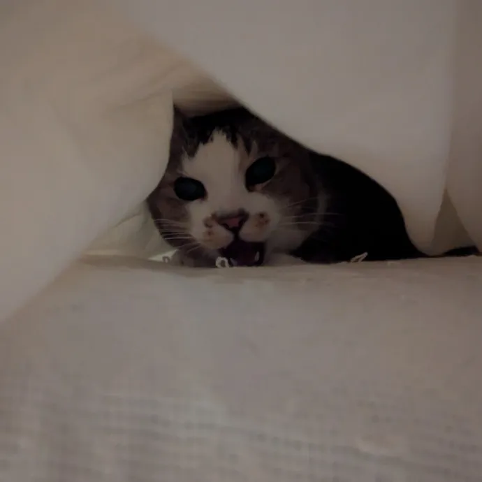 Amanda The Cat-Whisperer