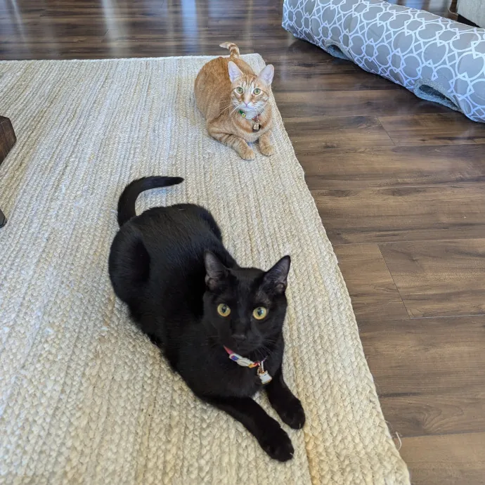 Amanda The Cat-Whisperer