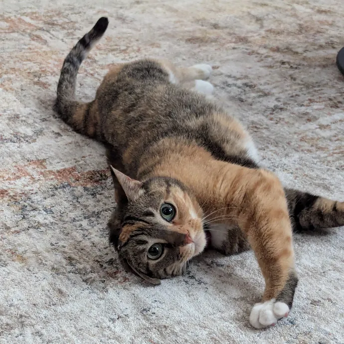 Amanda The Cat-Whisperer